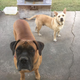 Illustration for article titled If you live in the Beaumont/Houston TX area and want a dog or two